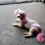 Niles Veterinary Clinic