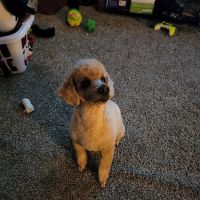 Animal Medical Care Center and Cat Hospital ico