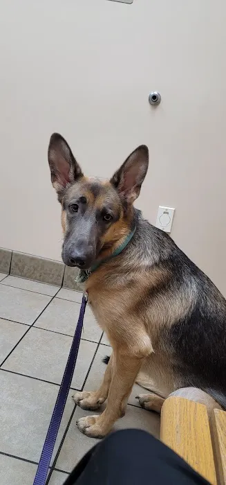Town & Country Veterinary Hospital Picture 4