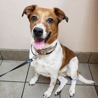 Town & Country Veterinary Hospital ico
