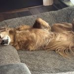 MedVet Urgent Care - Mahoning Valley