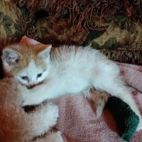 Kerpsack Veterinary Clinic ico