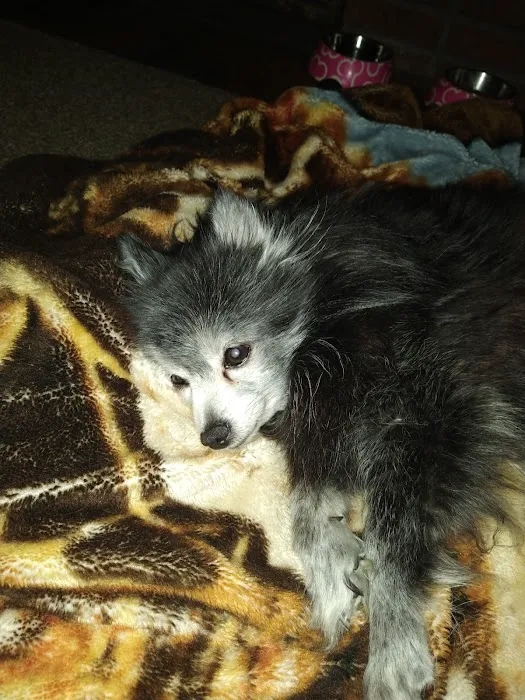 Dr. Donald K. Allen Veterinarian, Inc. Picture 2