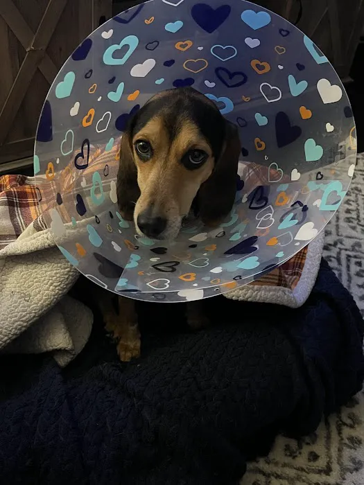 Dr. Donald K. Allen Veterinarian, Inc. Picture 10