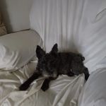 Poland Veterinary Center: Preston Tiffany DVM