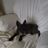 Poland Veterinary Center: Preston Tiffany DVM ico