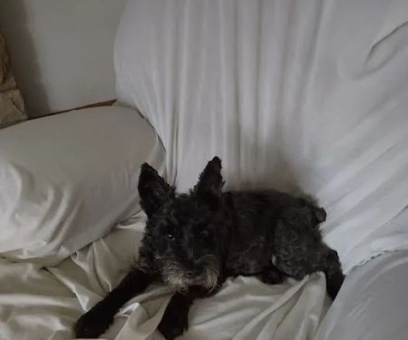 Poland Veterinary Center: Preston Tiffany DVM