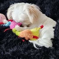 Poland Veterinary Centre ico