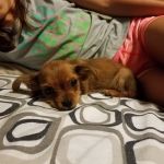 Banfield Pet Hospital