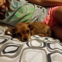 Banfield Pet Hospital ico