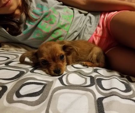 Banfield Pet Hospital