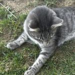 Crago Veterinary Center: Dr. J. Wendy Smith DVM