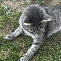 Crago Veterinary Center: Dr. J. Wendy Smith DVM ico