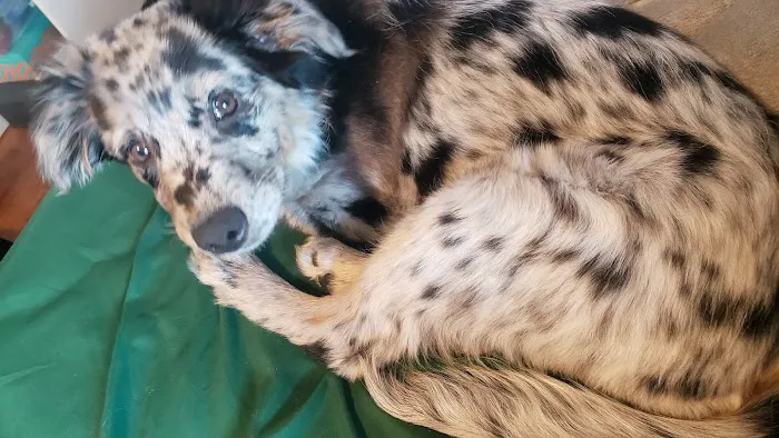 Crago Veterinary Center Picture 6