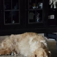 Crago Veterinary Center ico
