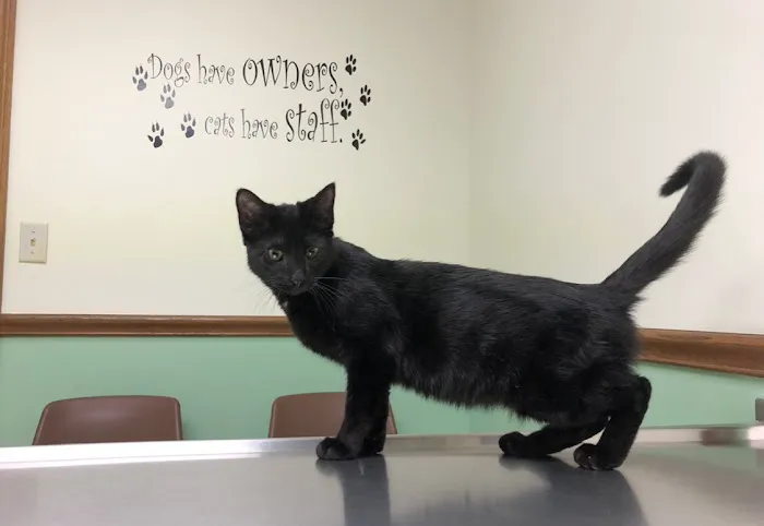 South Mill Veterinary Clinic Picture 5