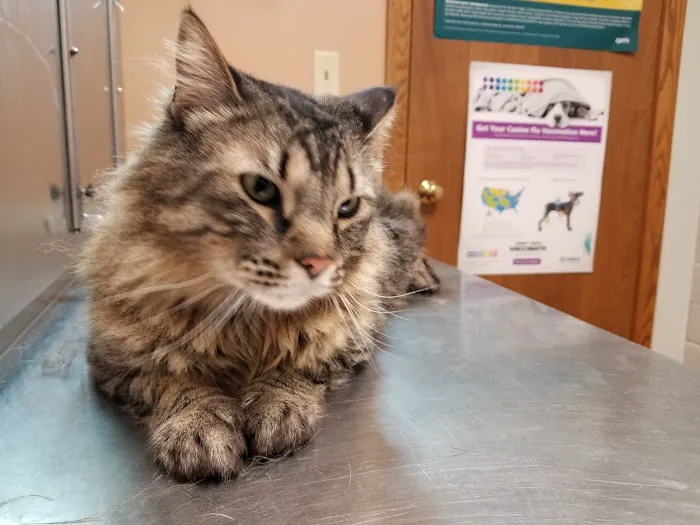 Ebert Animal Hospital Picture 2
