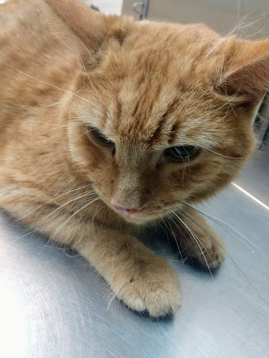 Ebert Animal Hospital Picture 7