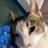 Mahoning Valley Veterinary Centre ico