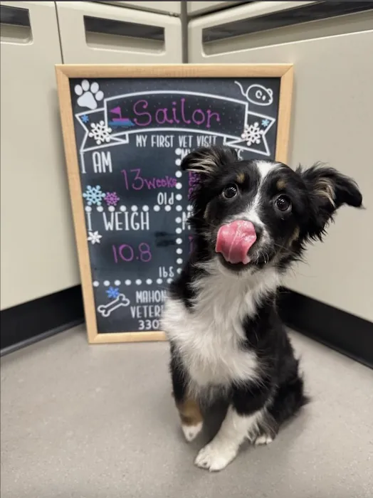 Mahoning Valley Veterinary Centre Picture 9