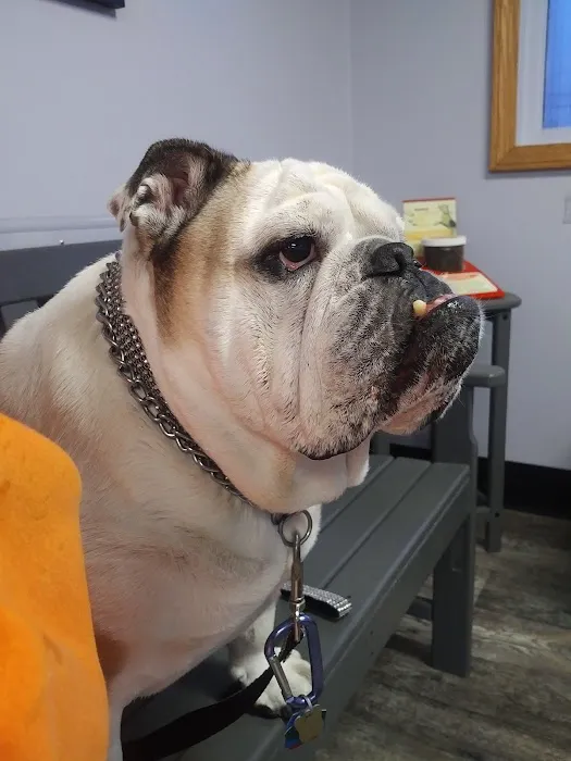 Austintown Veterinary Clinic Picture 1