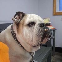 Austintown Veterinary Clinic ico