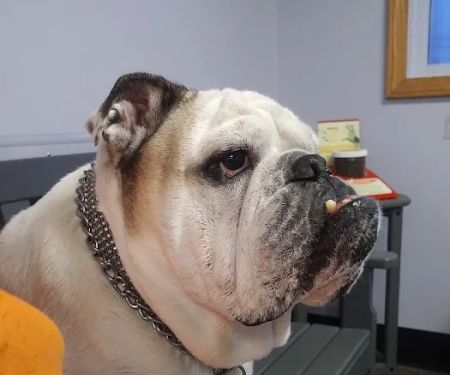 Austintown Veterinary Clinic