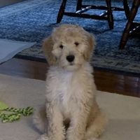 Countryside Veterinary Service - Kinsman ico