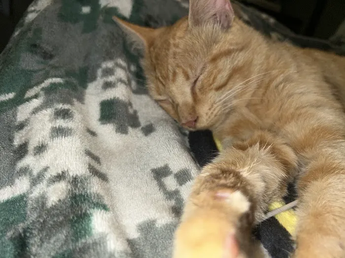 Gustavus Veterinary Services Picture 5
