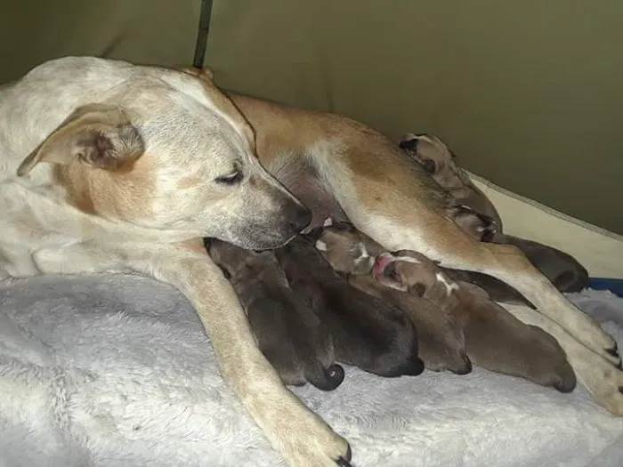 Community Animal Clinic Picture 4