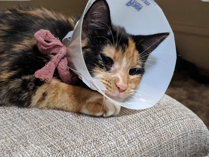 Alleycat Spay and Neuter Clinic Picture 6