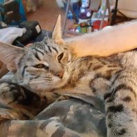 Alleycat Spay and Neuter Clinic ico