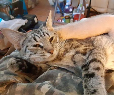 Alleycat Spay and Neuter Clinic