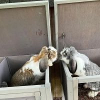 Sunny Ridge Veterinary Services LLC. ico