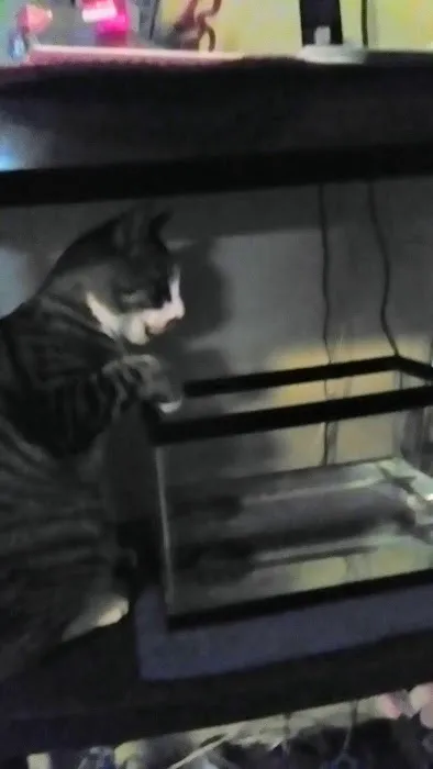 Large Animal Veterinary Services Picture 3