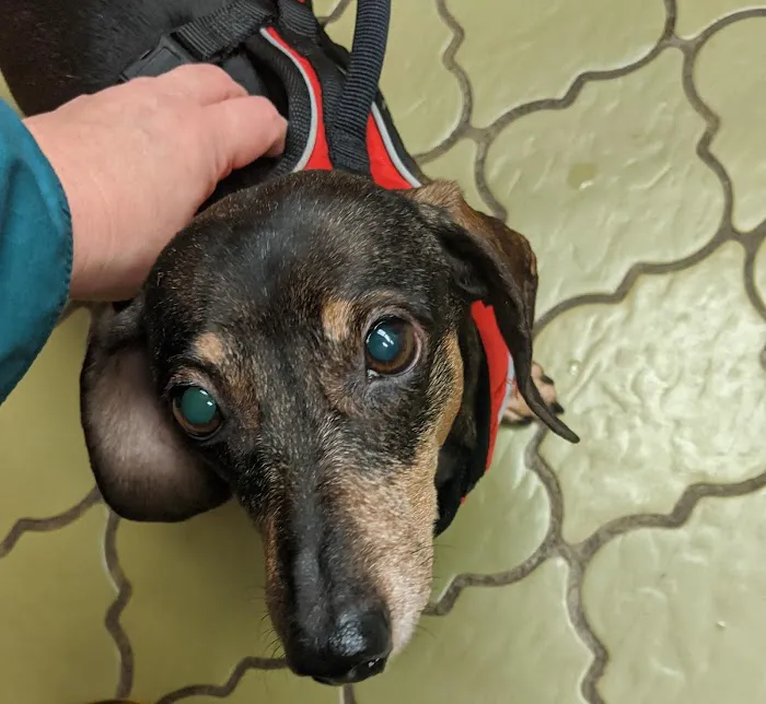 Carrollton Animal Hospital Picture 6