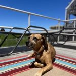 Sandy Paws Veterinary Clinic - Dr Molly Miosek