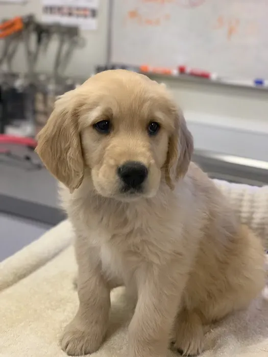 Sandy Paws Veterinary Clinic - Dr Molly Miosek Picture 5