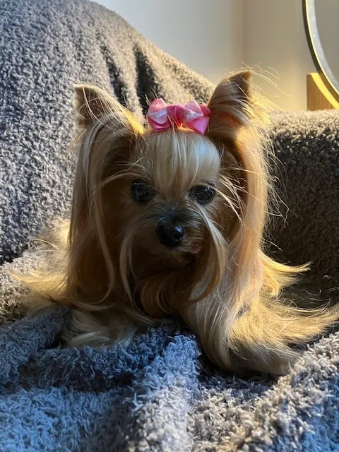 Sandy Paws Veterinary Clinic - Dr Molly Miosek Picture 6