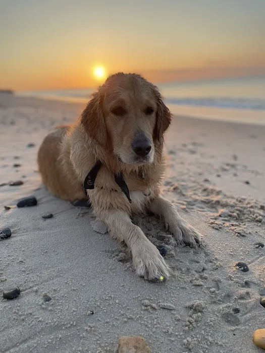 Sandy Paws Veterinary Clinic - Dr Molly Miosek Picture 9