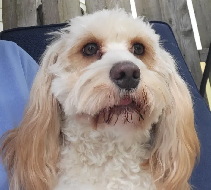 Harbor Veterinary Clinic Picture 5