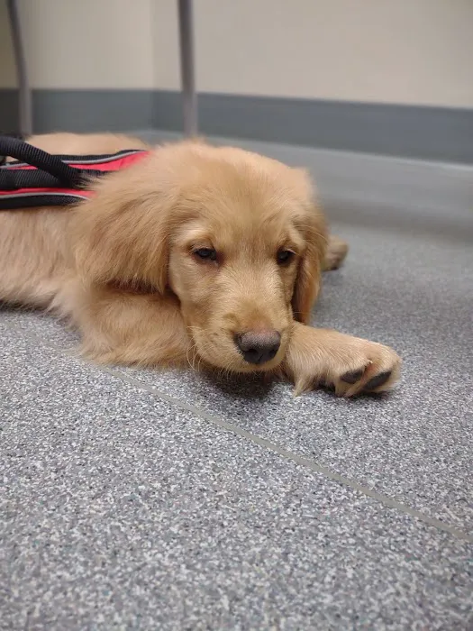 Harbor Veterinary Clinic Picture 10