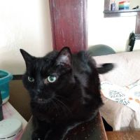 Pleasant's Animal Hospital Inc ico