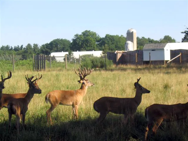 Pleasant's Animal Hospital Inc Picture 8