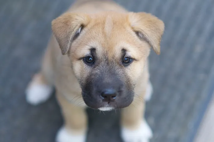 Pleasant's Animal Hospital Inc Picture 9