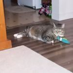 Jefferson Veterinary Clinic