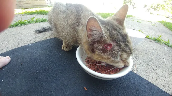 Jefferson Veterinary Clinic Picture 2