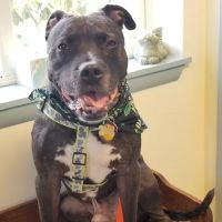 Austinburg Veterinary Clinic ico