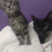 Geneva Veterinary Clinic ico