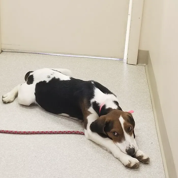 Geneva Veterinary Clinic Picture 9
